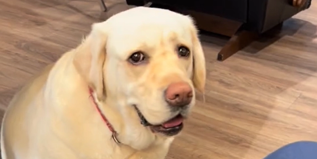 Stolt hund har første arbejdsdag på brandstation: Se den virale video