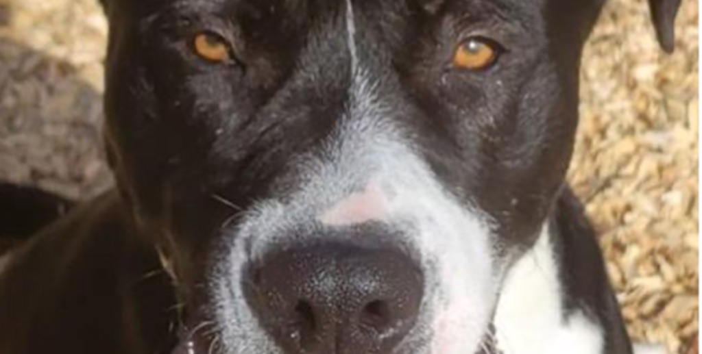 Mand adopterer hund fra internat – dagen efter redder hundens hans liv