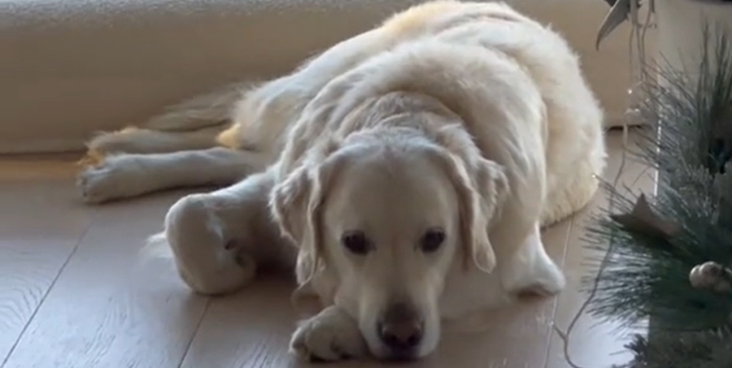 Golden retriever tror, at den skal være alene hjemme – se øjeblikket, hvor den finder ud af, den skal med