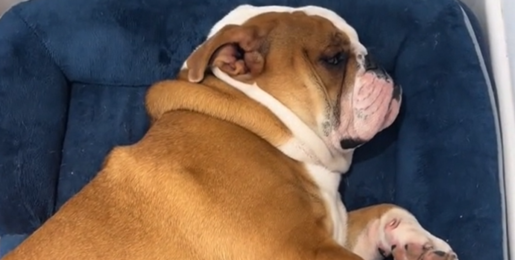 Doven bulldog nægter at gå tur: Se den sjove video