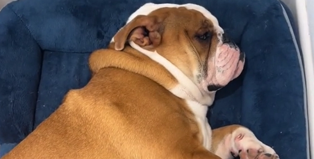 Doven bulldog nægter at gå tur: Se den sjove video