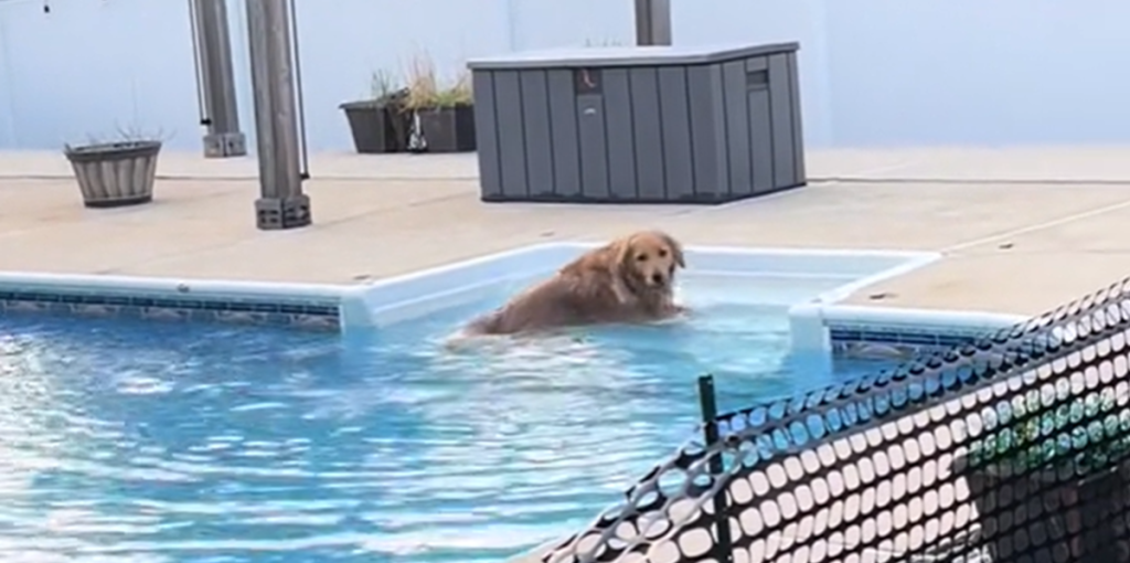 Hundeejer forsøger at holde golden retriever væk fra poolen: Mislykkes totalt