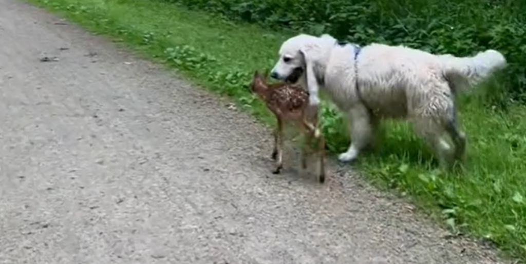 Golden retriever finder rådyrkid i skoven – så sker der noget, som ingen havde forventet