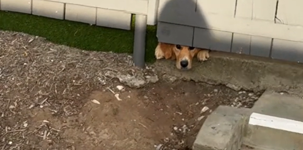 Golden retriever får forbipasserende til at lege med ham