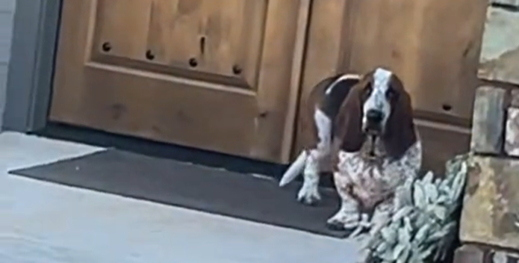 Stædig hund nægter at komme med hjem efter besøg hos “bedsteforældrene”: Se den sjove video
