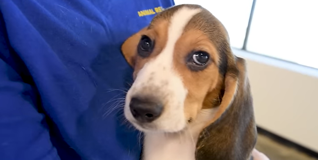 4000 beagler reddet: Opdrætter får bøde på ca. 240 mio. kr. i opsigtsvækkende sag om dyremishandling