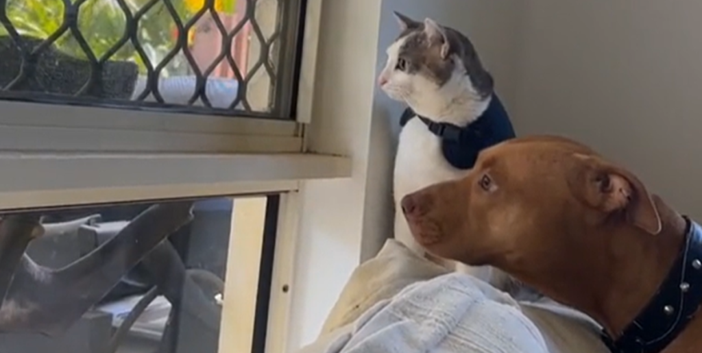 Hund forsvarer “sin” kat: Ejer filmer sød video