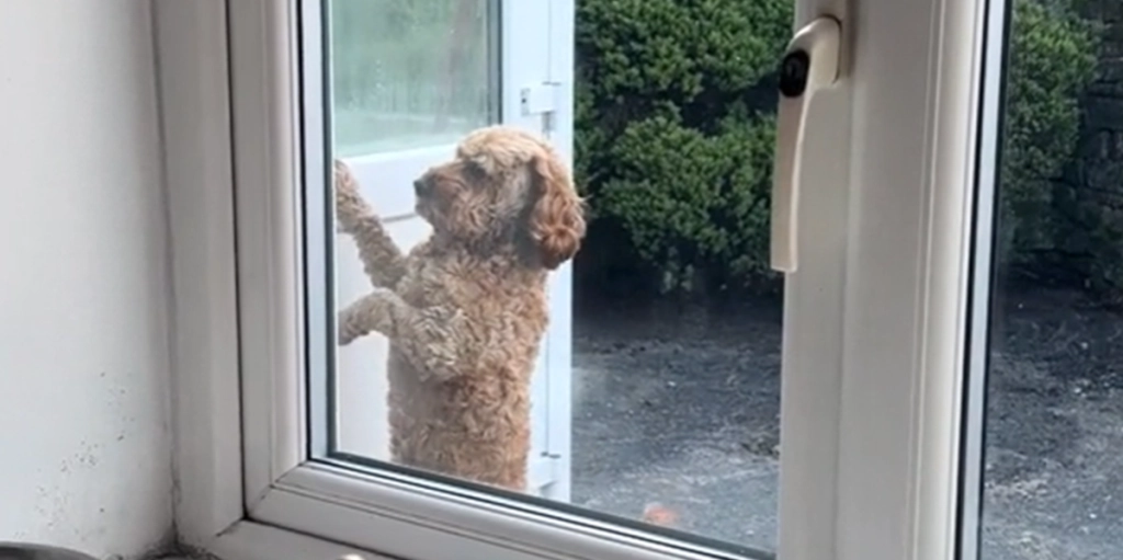 Hund vil gerne ind: Så gør den noget overraskende