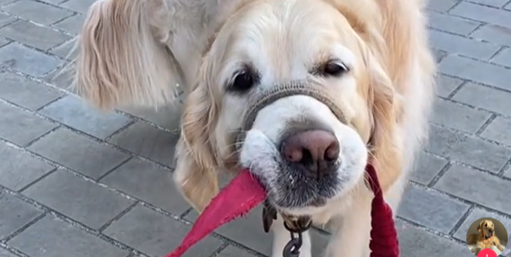 Golden retriever nægter at gå videre efter at have fundet stegt kylling på gåtur: Internettet elsker det