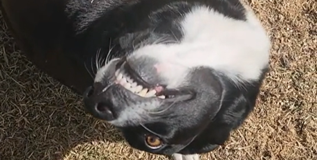 “Skyldig” hund forsøger at distrahere sin ejer: Se den søde video
