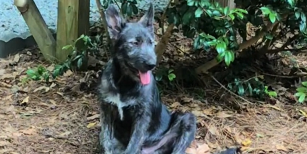 Hundeejer ønskede sig en ulvelignende hund: Resultatet får de fleste til at kigge en ekstra gang