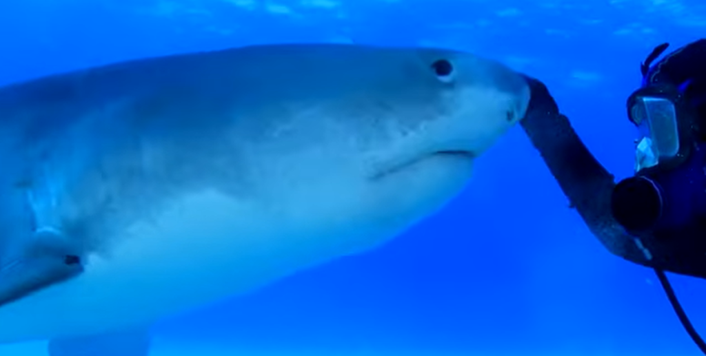 Dykker har været venner med en 4,5 meter lang haj i mere end to årtier