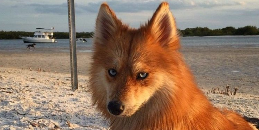 Internettet elsker den smukke hund, der ligner en ræv