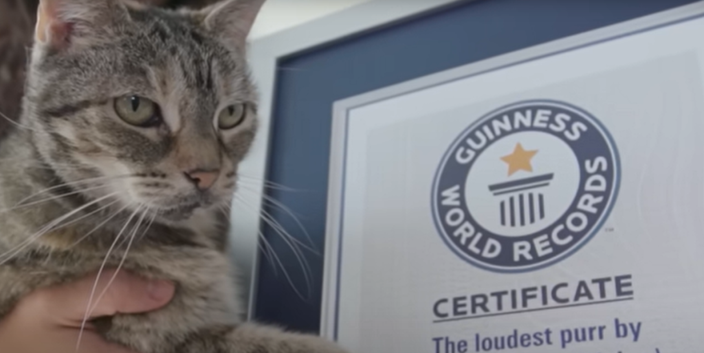 En usædvanlig rekord: Katten Bella har rekorden for højeste spinden