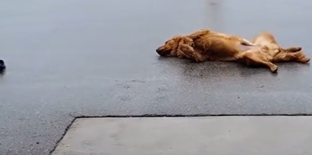 Stædig golden retriever ville ikke med hjem efter gåtur – og internettet elsker det