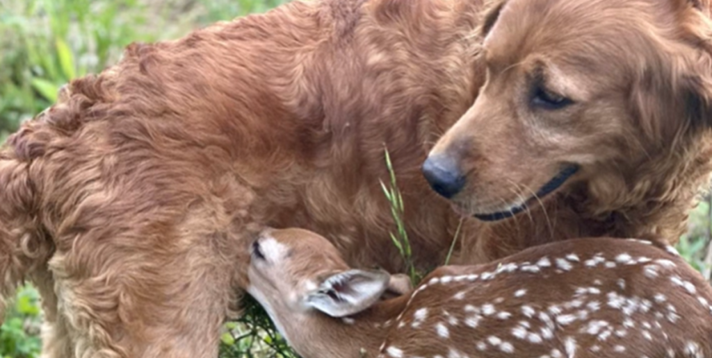Golden retriever finder et rålam – og så sker der noget helt magisk