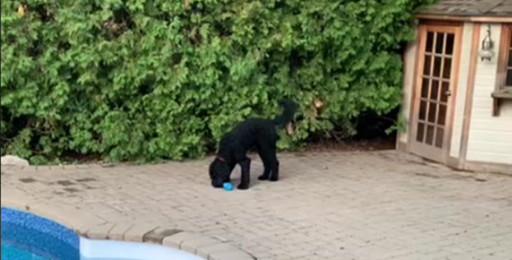 Hund forveksler håndvægt med legetøj, men giver ikke op: Internettet elsker det