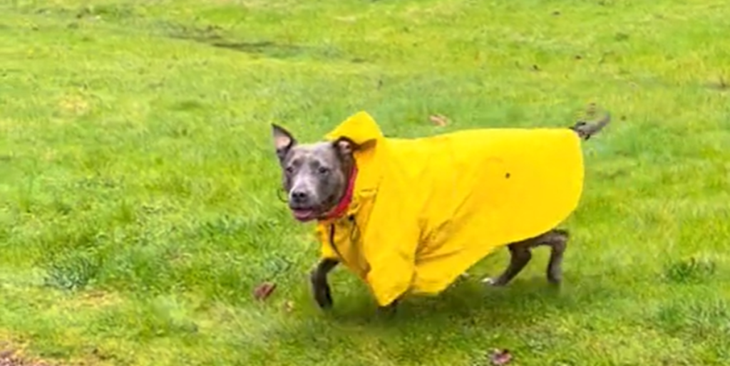 Hund har altid regnjakke på, når det regner: Ejer afslører den hjerteskærende sandhed