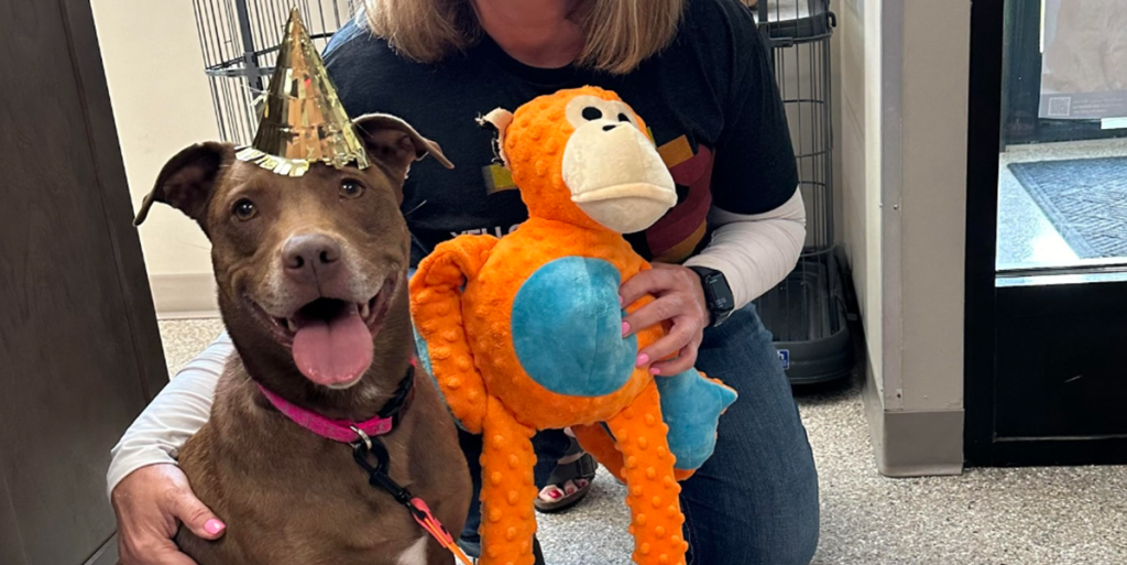 Hund bliver adopteret efter 824 dage på internat: Smilet er stort