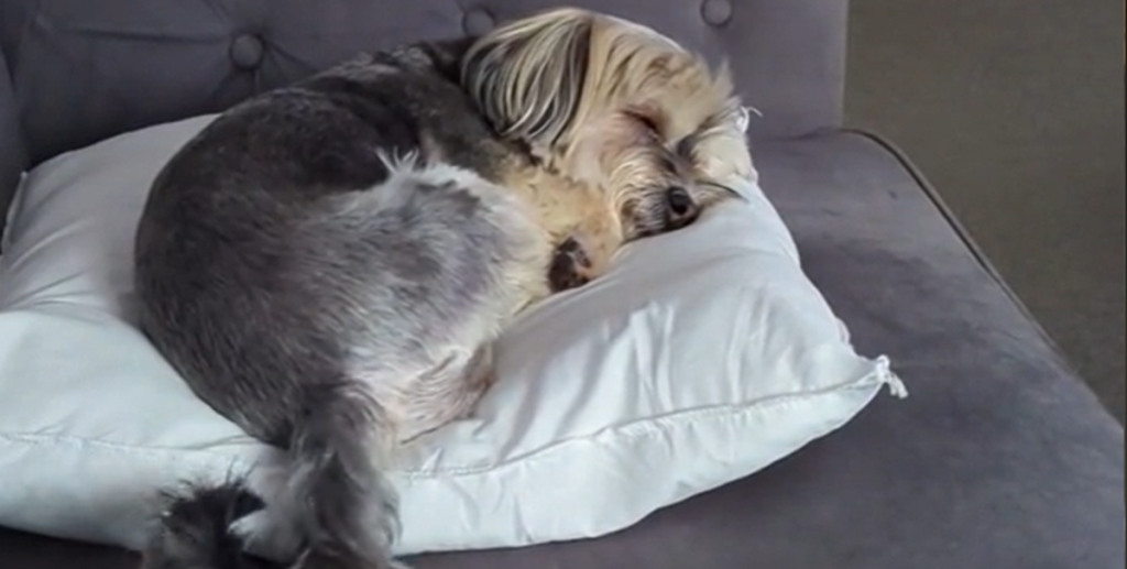 Hund logrer med halen, når den sover: Internettet rørt til tårer