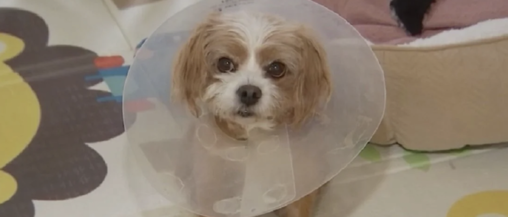 Kvinde afleverede sin hund hos dyrlægen: Da hun hentede den, fik hun sit livs chok