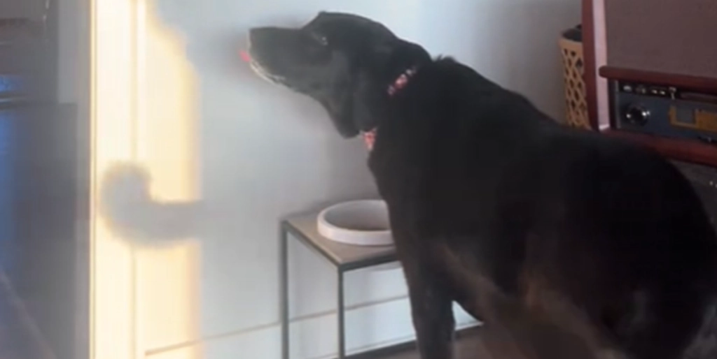 Hunden Bo har et helt særligt ritual inden spisetid: Har rørt internettet til tårer