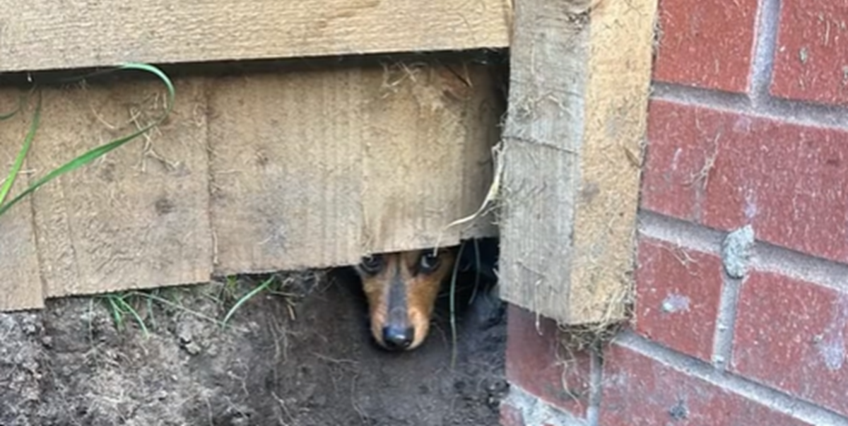 Hund gravede hul i haven for at lege med naboens gravhund