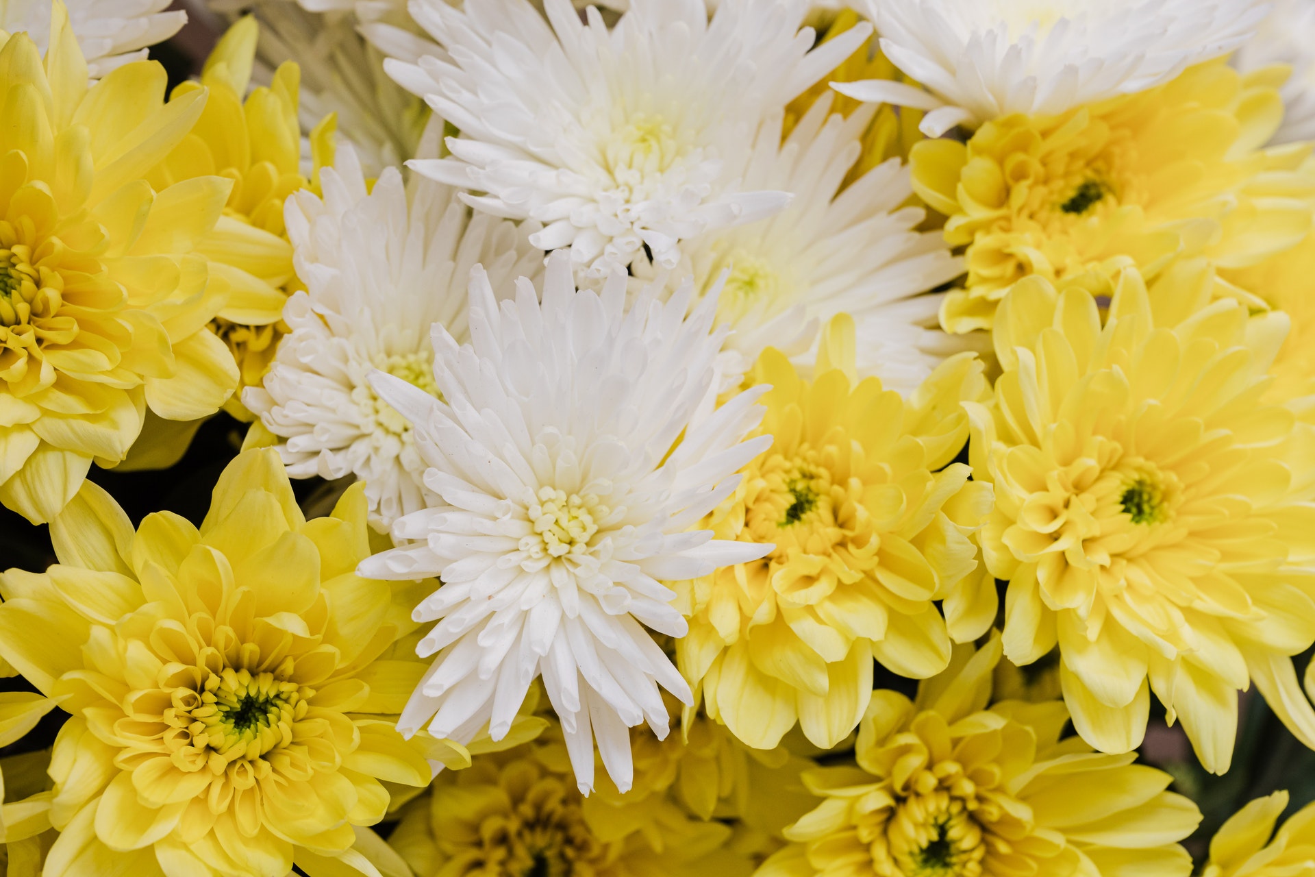 Send kærlige tanker med blomster til alle anledninger i Aalborg