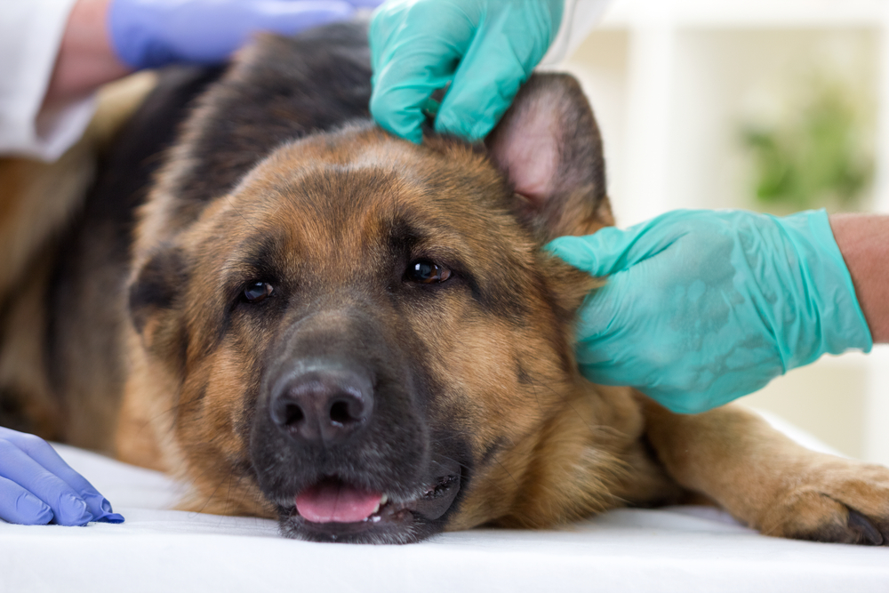 Nu er Buddy død: Den første hund med coronavirus i USA klarede ikke kampen mod sygdommen
