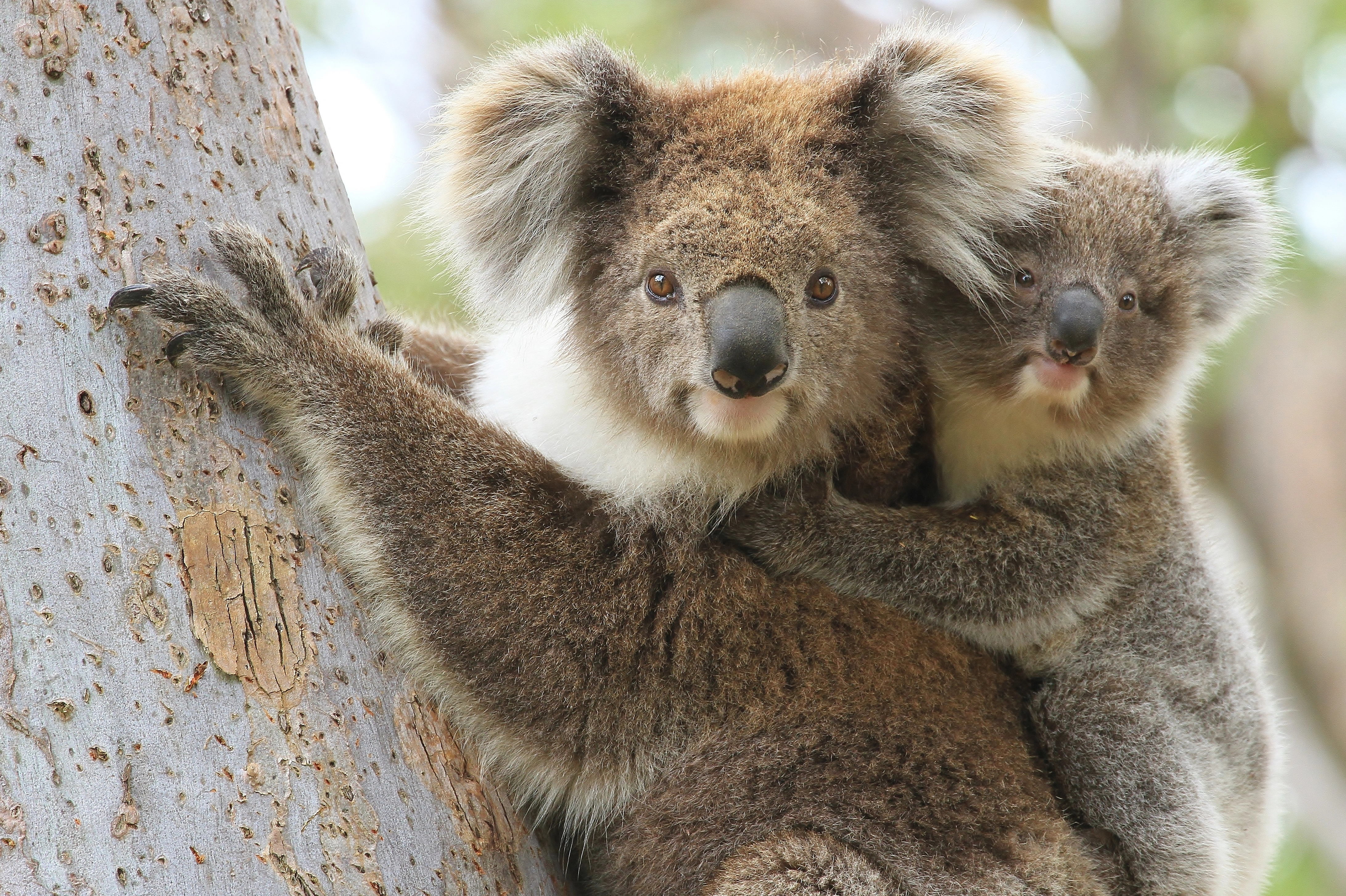 Sæbe skal redde de nødlidende australske koalaer