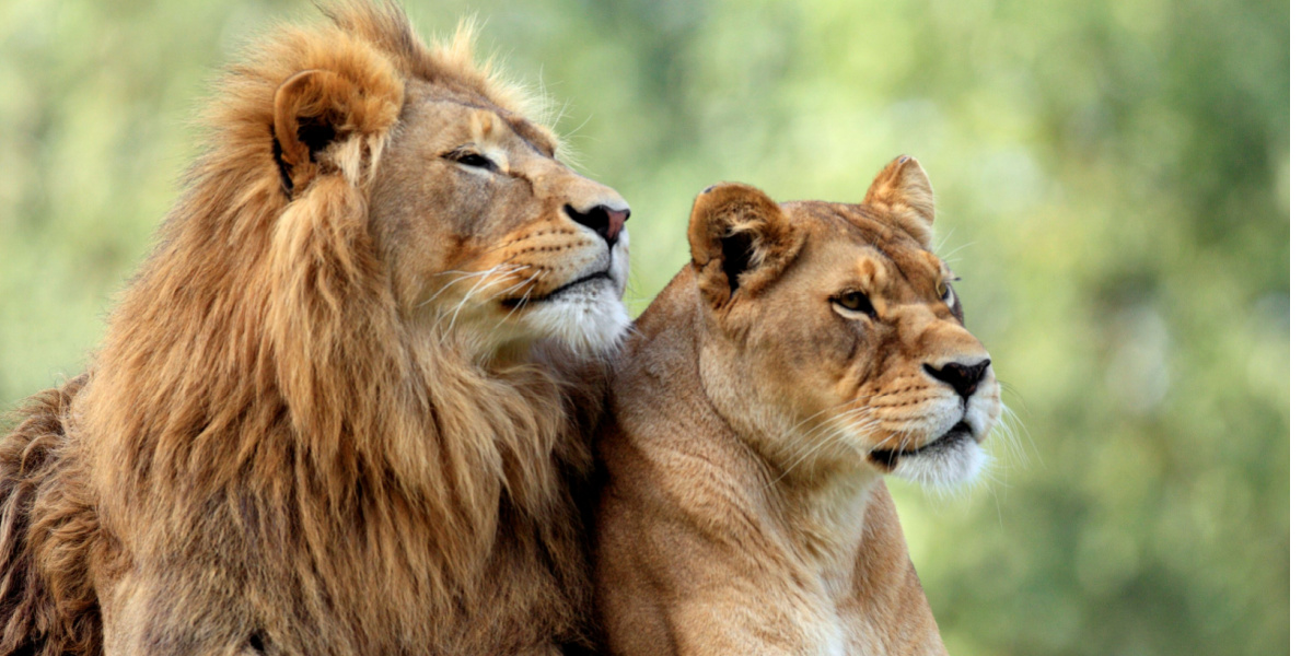 Dansk zoo jubler: Deler stor nyhed