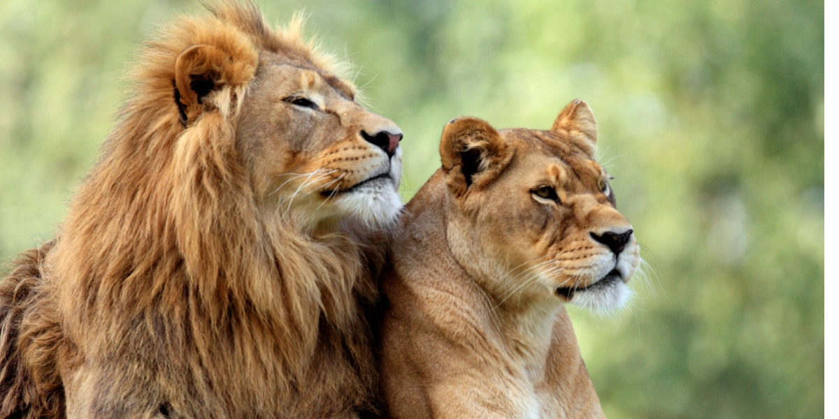Dansk zoo jubler: Deler stor nyhed