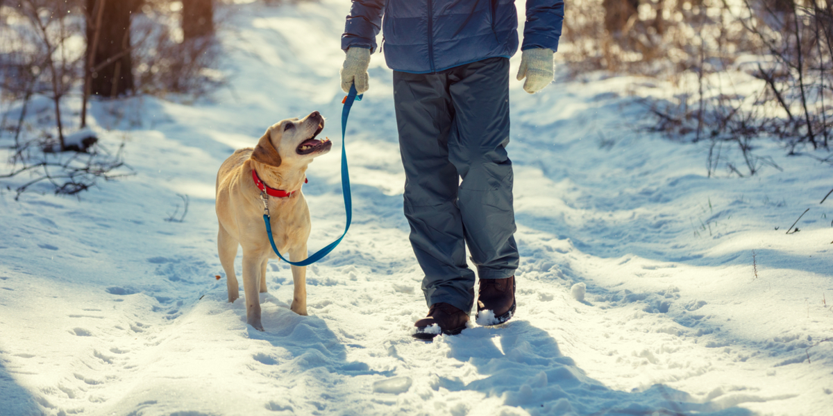 Hunde-ejere advares: For mange begår samme fejl