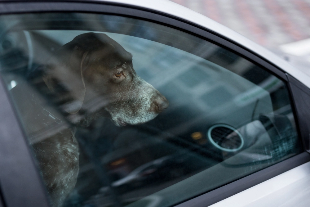 Efterlad aldrig din hund alene i bilen: Så meget kan temperaturen stige 30 minutter