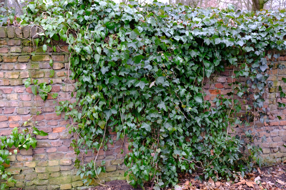 Slip for konstant genopblomstring: Sådan fjerner du efeu fra din have permanent