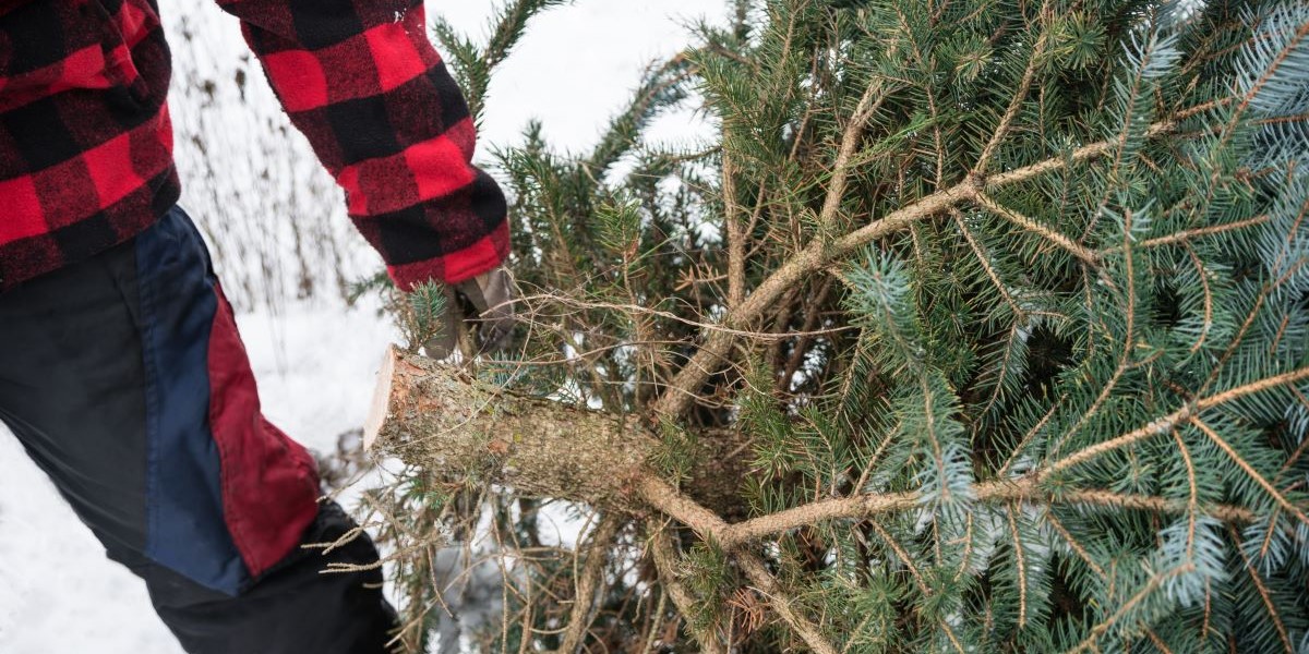 Gør dette, inden du tager juletræet ind: Det kan gemme på farlige overraskelser