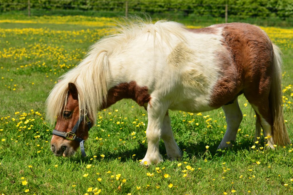 Forskrækket pony smed treårig pige af: Kanonslag kastet efter både hest og hund