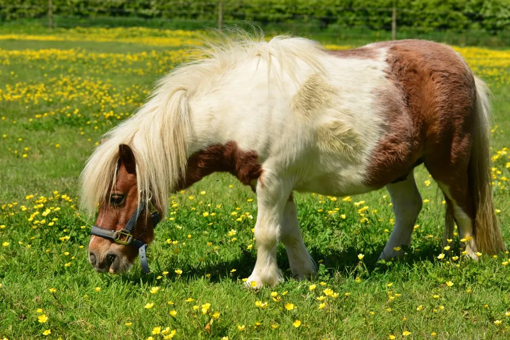 Forskrækket pony smed treårig pige af: Kanonslag kastet efter både hest og hund