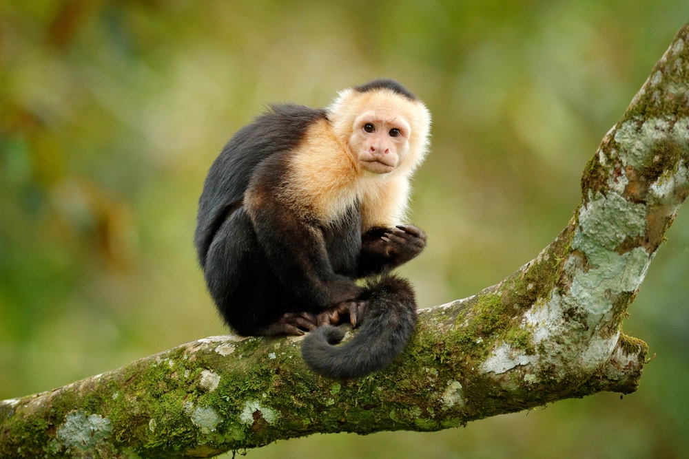 Stukket af fra dansk zoo: Abe er på fri fod
