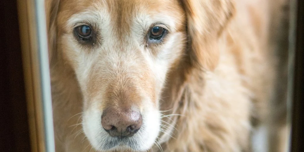 Stor hundesag: Spiste grus i desperation