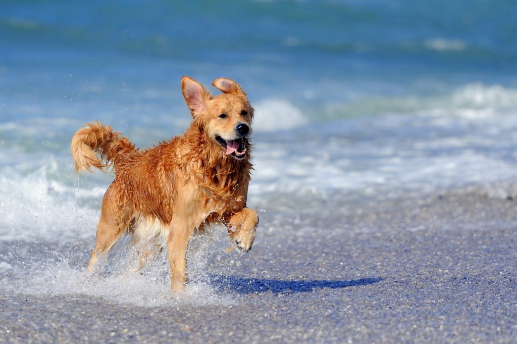 Endelig skal snoren pakkes væk: Nu må hunden snart løbe frit på stranden igen
