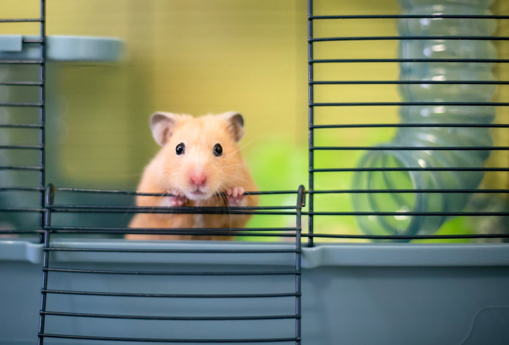 Hun skar datterens hamster over og spiste det: Så lang tid skal hun i fængsel