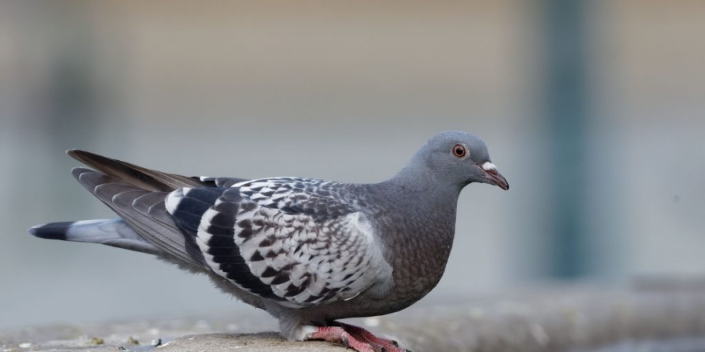 Træt af duer i din have? Sådan slipper du nemt af med dem