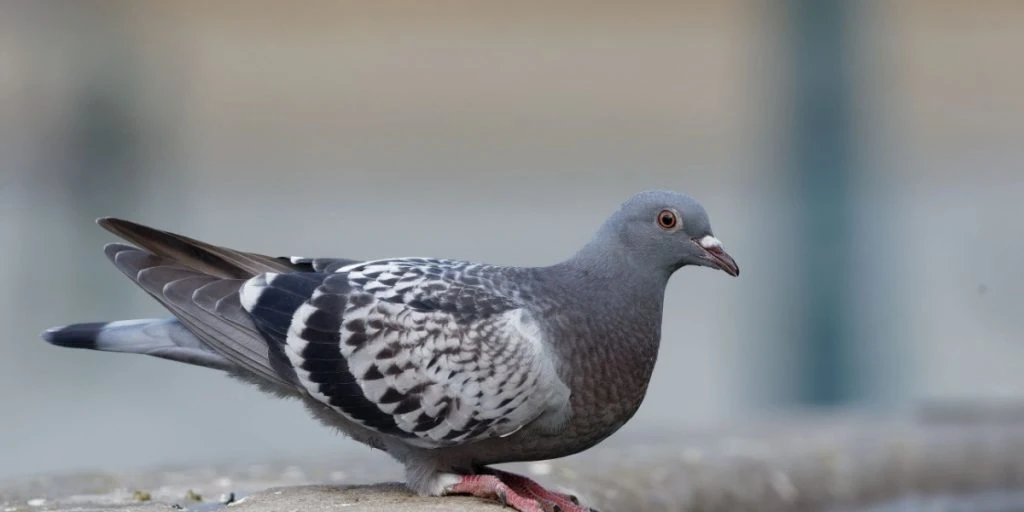 Træt af duer i din have? Sådan slipper du nemt af med dem