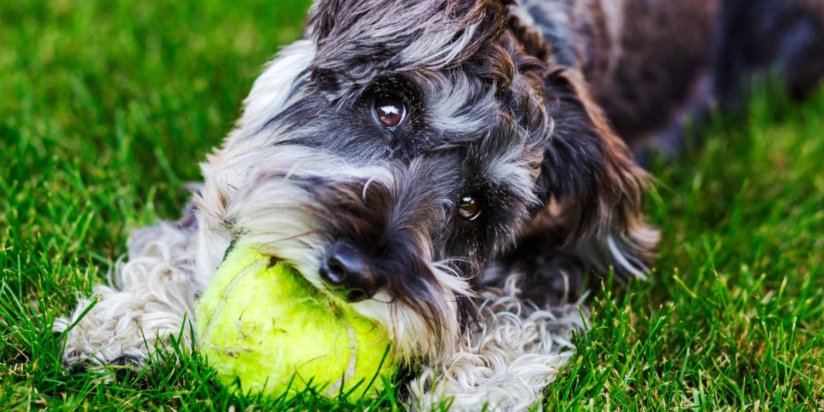 Schnauzer strejfer alene rundt i snevejret: Nu efterlyses ejer