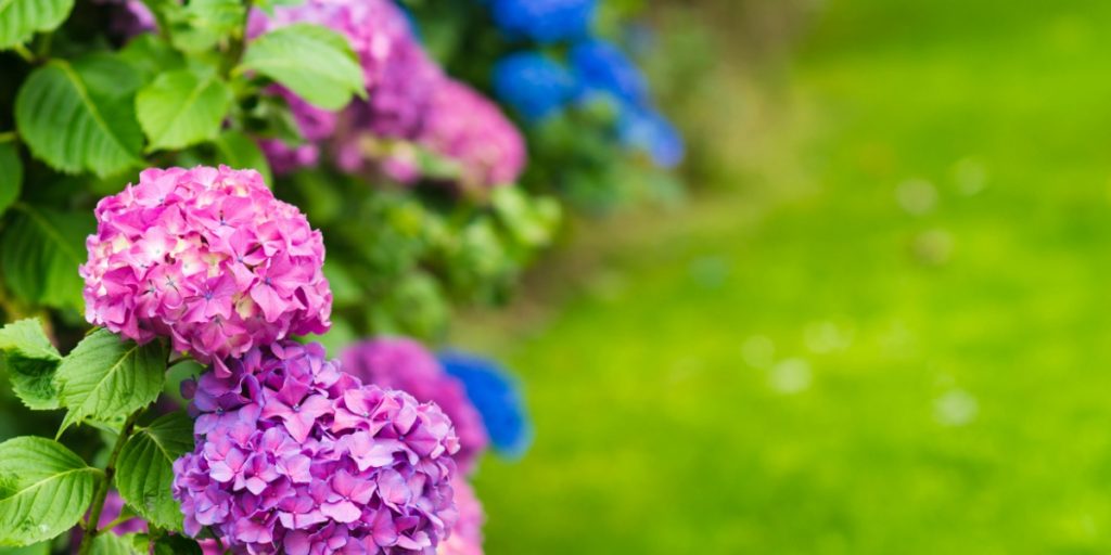 Beskær disse 3 planter nu: Sikrer dig et blomsterhav til sommer