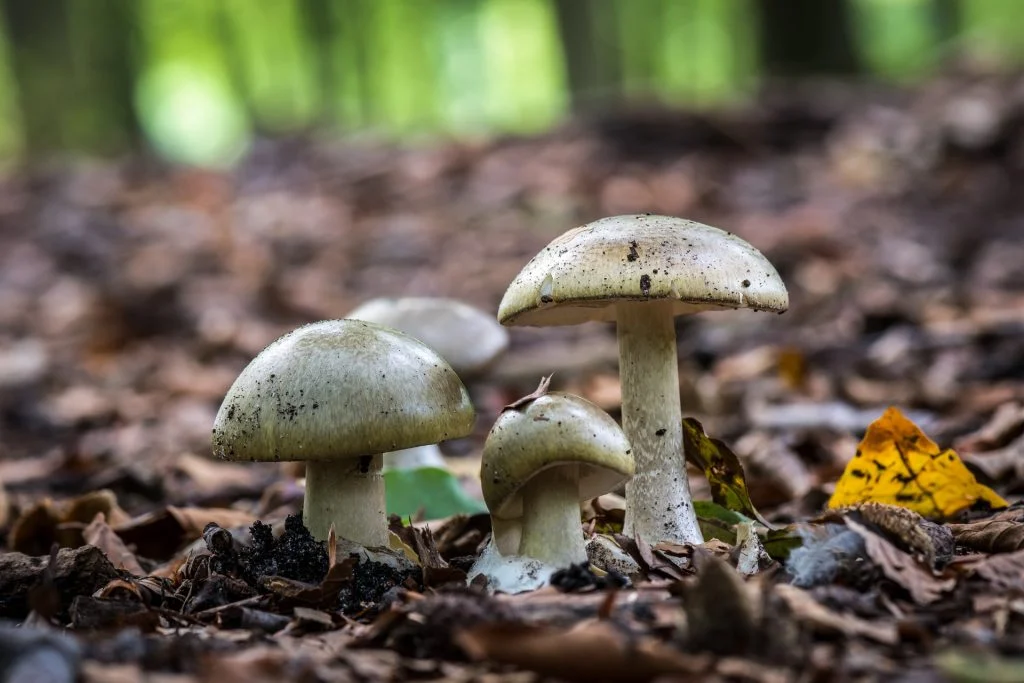 Skal svampe rives op eller skæres fri? Skovfoged svarer én gang for alle