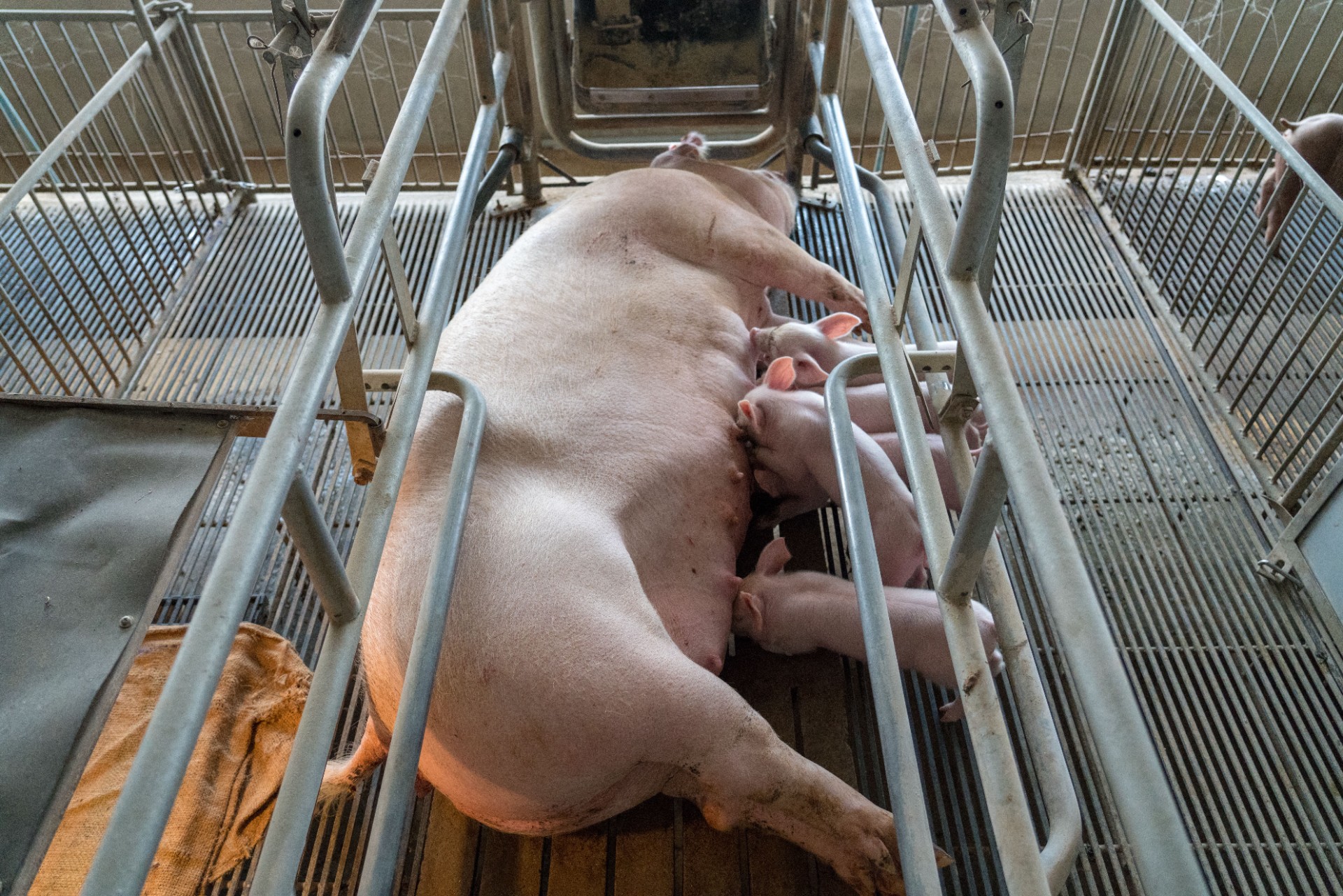 Dyrenes Beskyttelse kommer med skarp opfordring til politikerne: Det er ikke værdigt