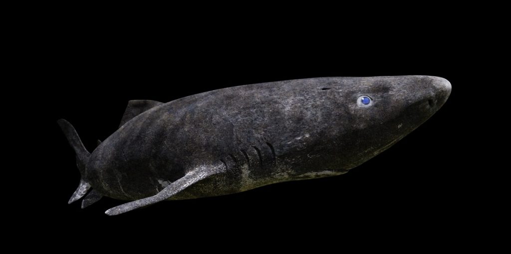Helt vildt: Grønlandshajen kan blive op mod 512 år