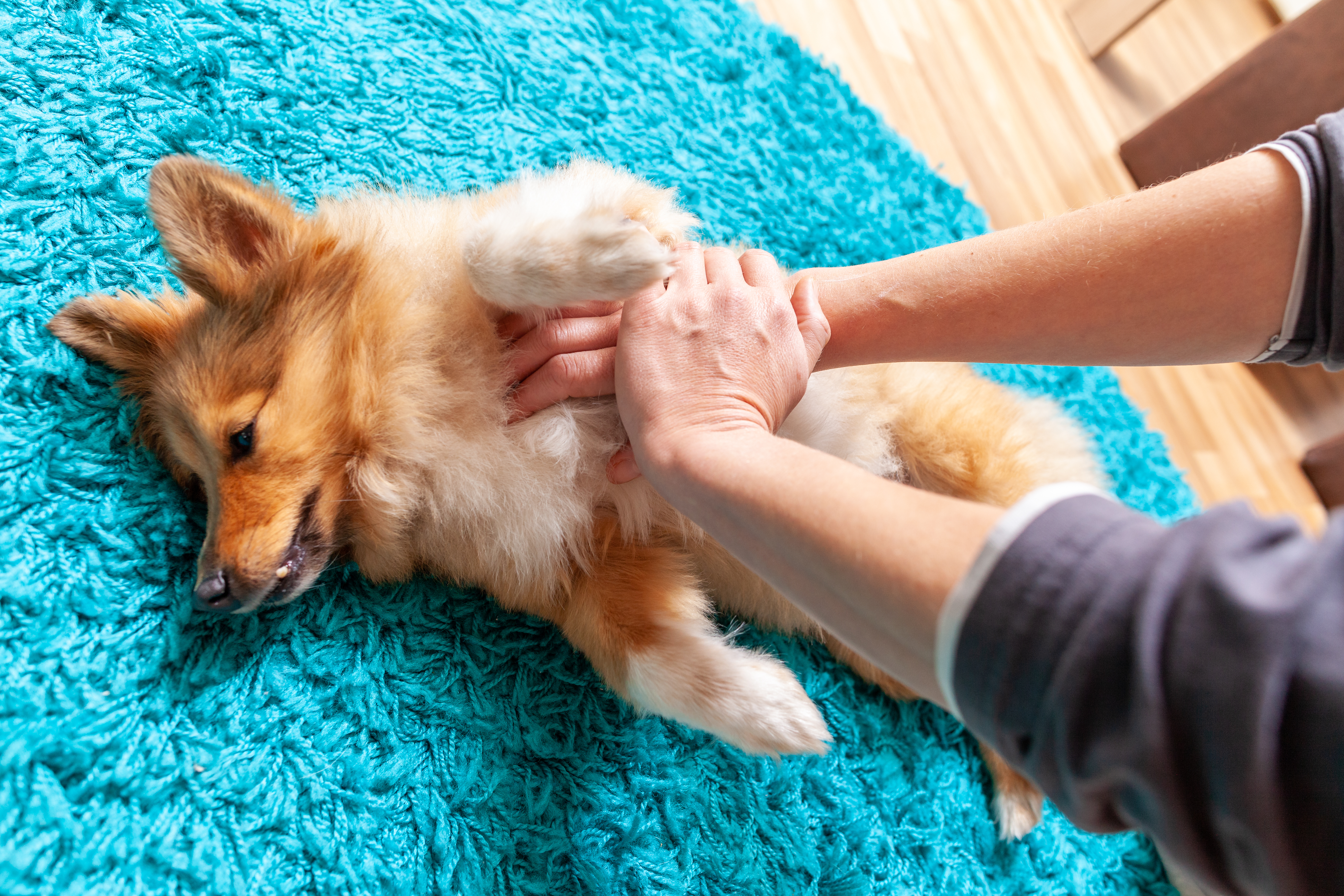 Når tragedien lurer: Sådan redder du selv din hund